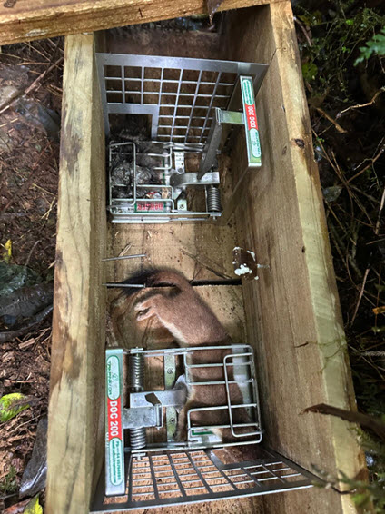 Rat and stoat caught in KW014 in the Kahikatea Walk Rat and stoat caught in KW014 in the Kahikatea Walk