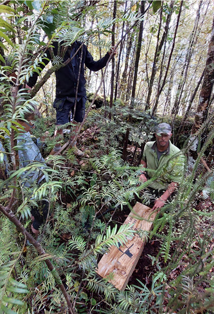 Placing traps in the bush Placing traps in the bush